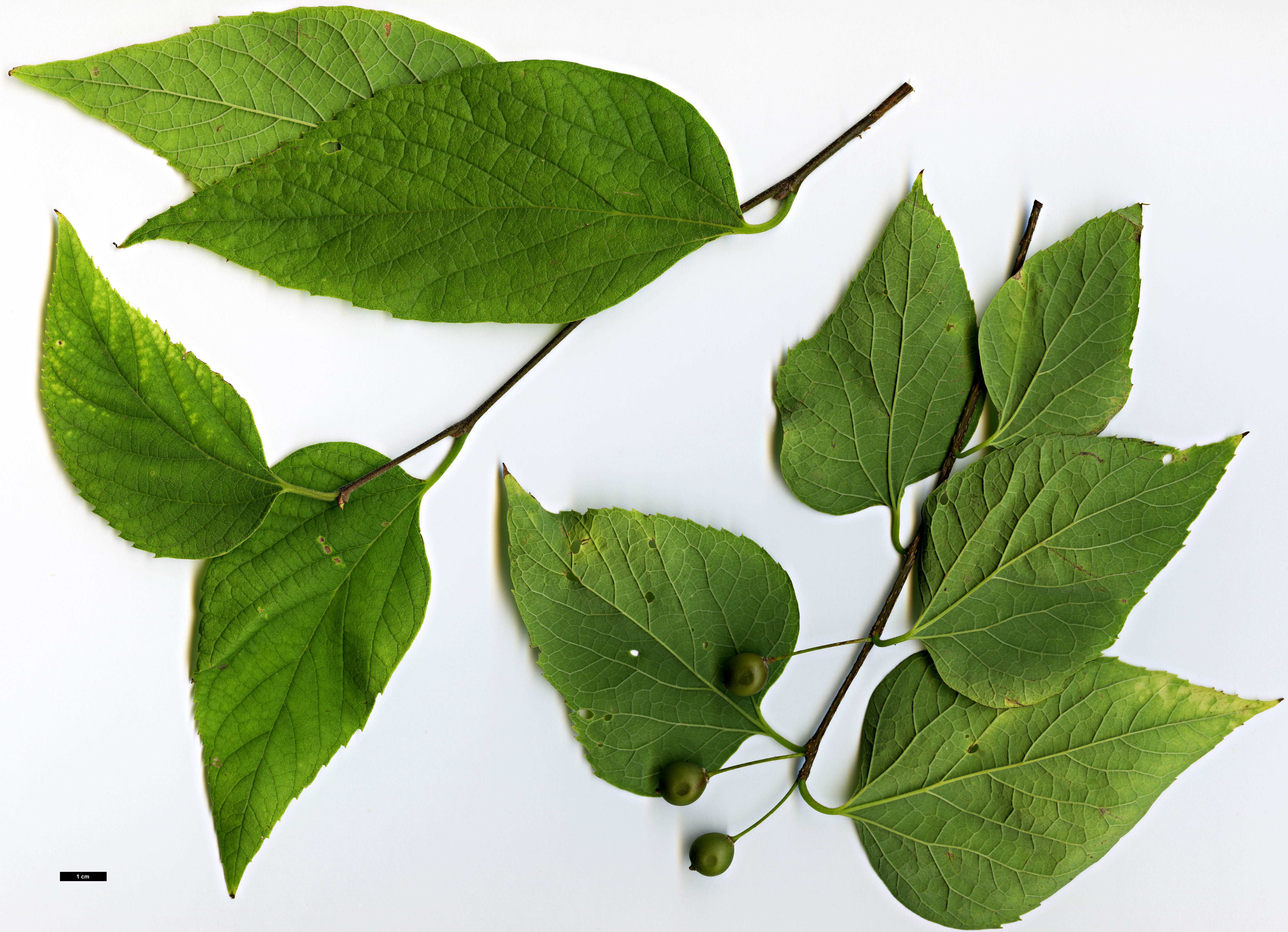 High resolution image: Family: Cannabaceae - Genus: Celtis - Taxon: occidentalis